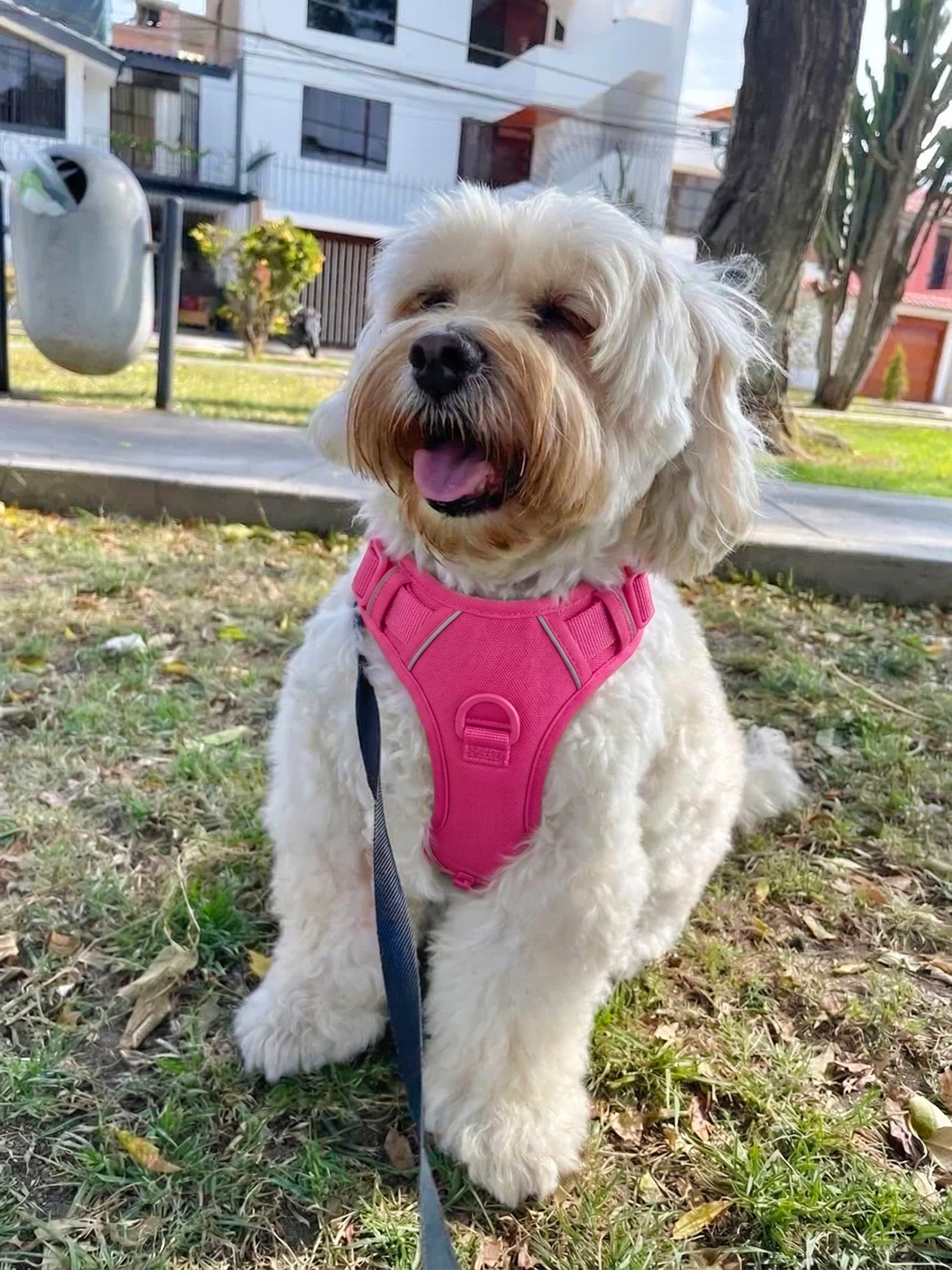 Blue Hibiscus Florals Dog Harness Walk Set– The Purpose Brand