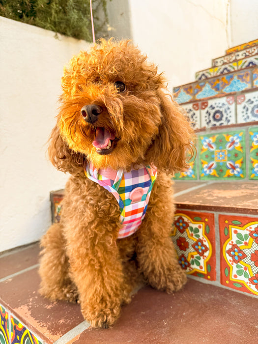 Gingham Rainbow Dog Harness