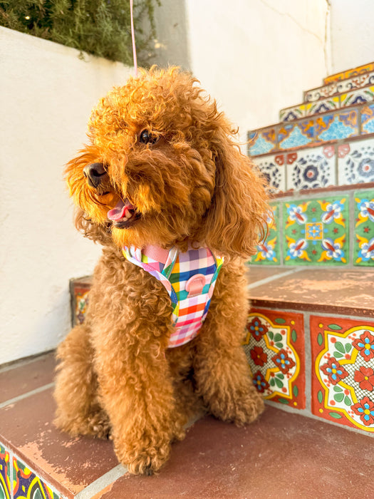 Gingham Rainbow Dog Harness Walking Set