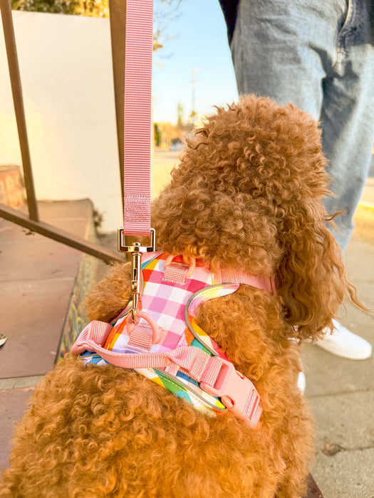 Gingham Rainbow Dog Harness