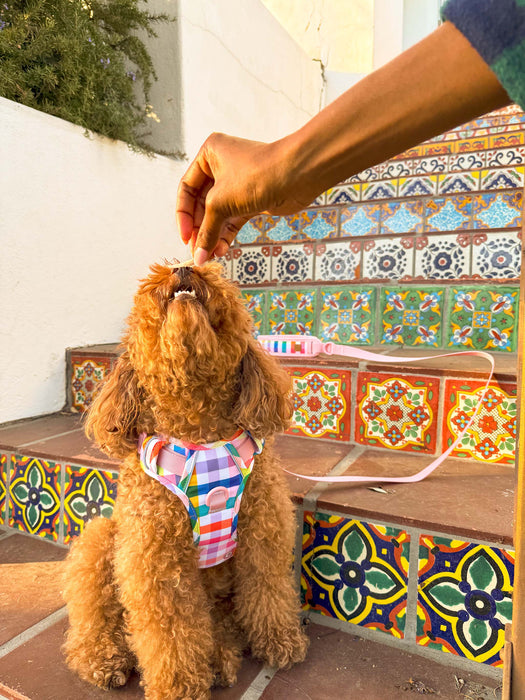 Gingham Rainbow Dog Harness