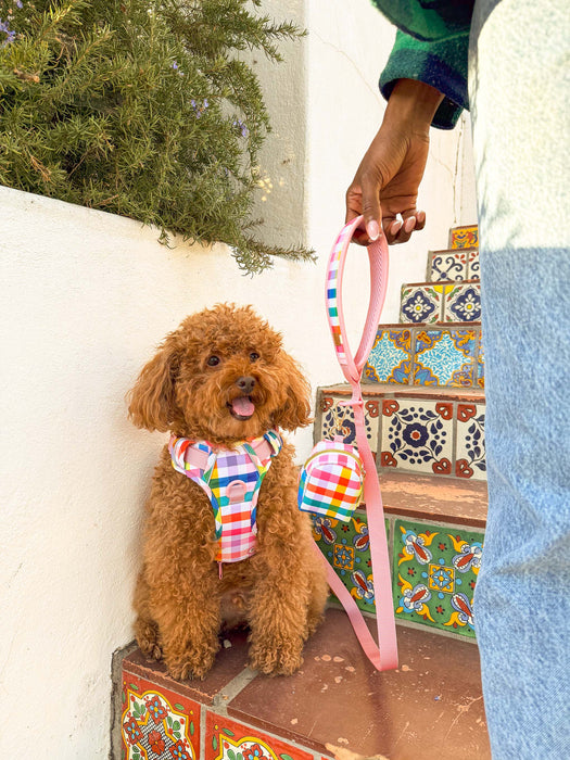 Gingham Rainbow Dog Harness Walking Set