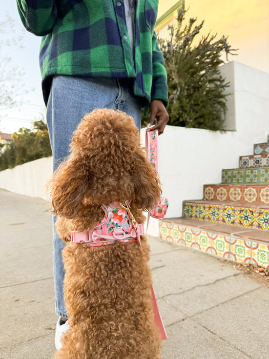 Oleander Florals Dog Harness Walking Set