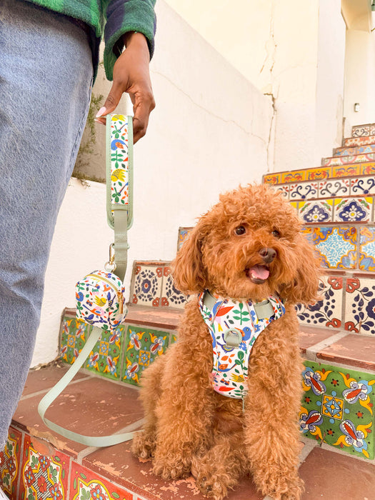 A Bird's World Dog Harness Walking Set