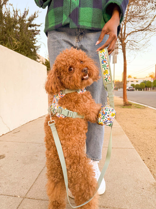 A Bird's World Dog Harness Walking Set